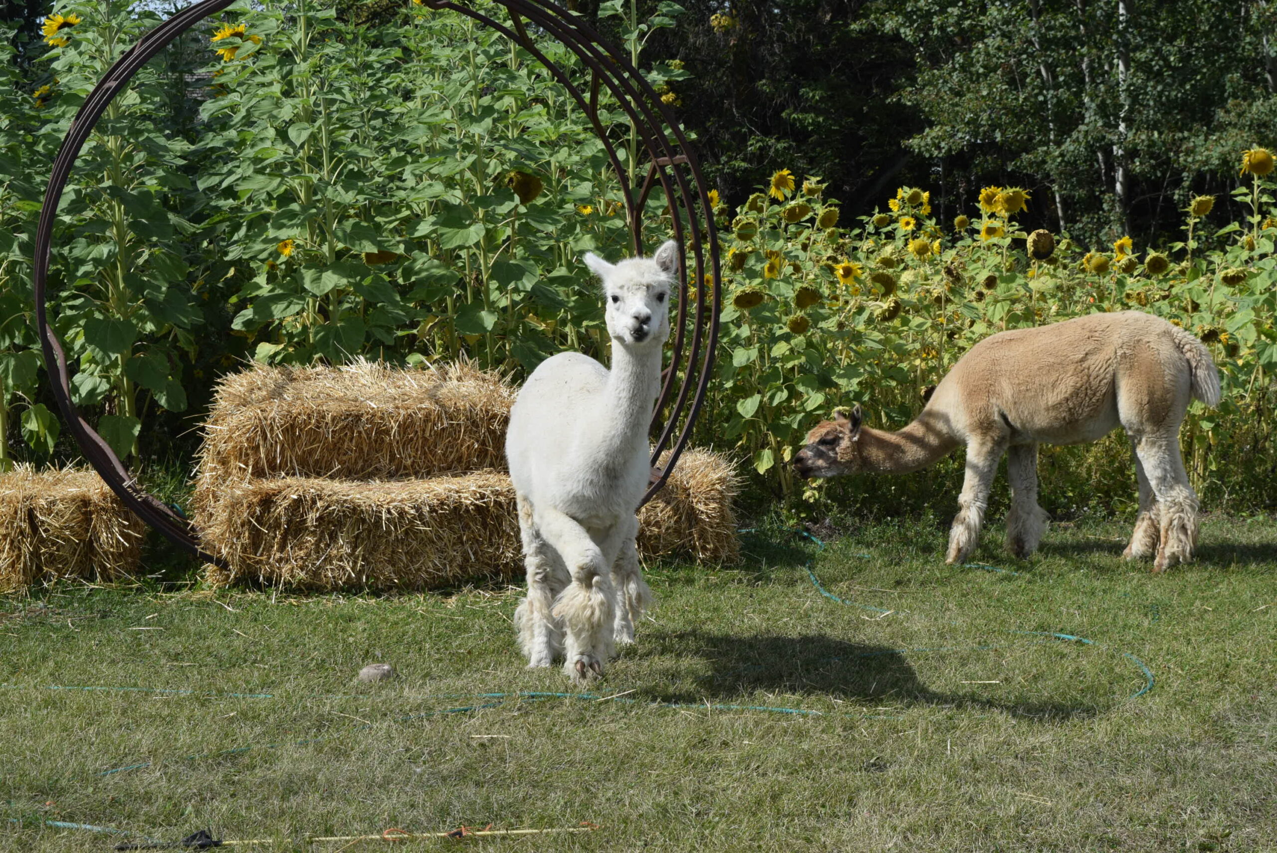 alpacas located North of Edmonton Alberta