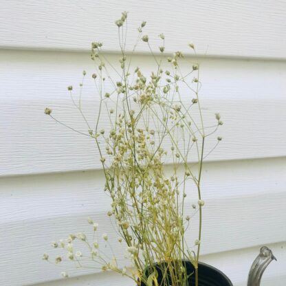 Dried Baby's Breath