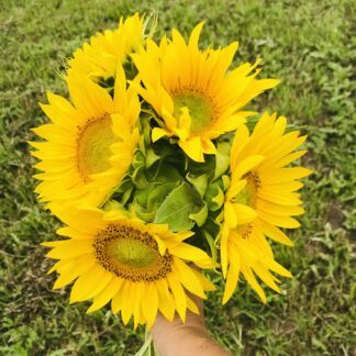 Fresh Cut Flowers