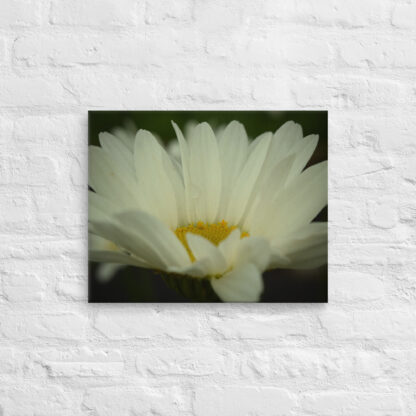 daisy on canvas