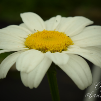 photo of a daisy with watermark