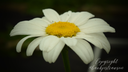 photo of a daisy with watermark