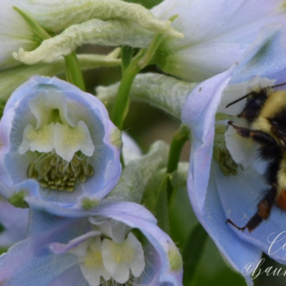closeup of a bee on a delphinium with a watermark
