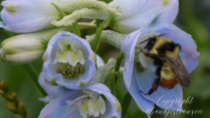 closeup of a bee on a delphinium with a watermark